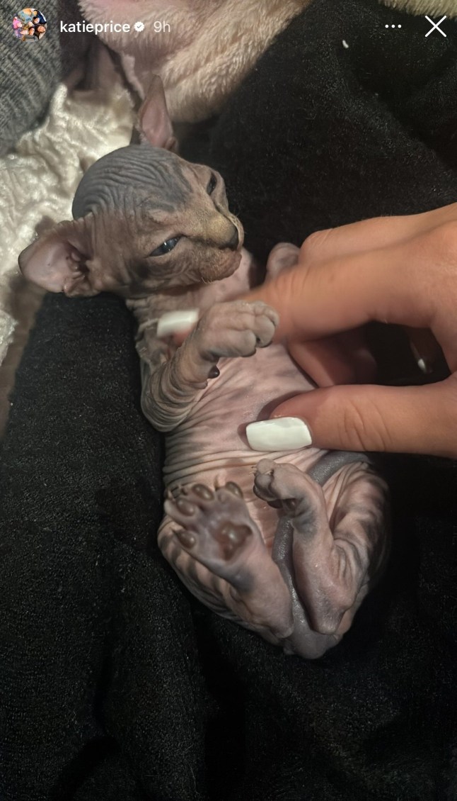 BGUK_3327626 - *EXCLUSIVE* na, UNITED KINGDOM Model Katie Price shows off her pet Sphynx kitten on social media Pictured: Katie Price kitten BACKGRID UK 24 AUGUST 2025 UK: +44 208 344 2007 / uksales@backgrid.com USA: +1 310 798 9111 / usasales@backgrid.com *Pictures Containing Children Please Pixelate Face Prior To Publication*